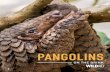 PANGOLINS - WildAidwildaid.org/wp-content/uploads/2017/09/WildAid-Pangolins...Cover Sunda Pangolin. Paul Hilton/ WildAid Back Cover: Thousands of dead pangolins lie in a pit before
