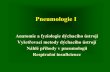 Pneumologie I - is.muni.cz · Pneumologie I Anatomie a fyziologie dýchacího ústrojí Vyšetřovací metody dýchacího ústrojí Náhlé příhody v pneumologii Respirační insuficience