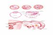 Dall’ovulazione alla blastula in Homo · 2012-03-14 · Dall’ovulazione alla blastula in Homo . prosencefalo deuterencefalo prosencefalo rombencefalo mesencefalo . Morula avanzata