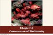 Chapter 18 Conservation of BiodiversityChapter 18 Conservation of Biodiversity Monday, May 16, 16. The 6th Mass Extinction! Extinction- when there are no longer any of the species