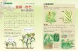 蘆葦、菅、芒比一比 蘆葦vs.菅芒 - top945.com.t · 這些高大的「雜草」都 屬於禾本科植物，外型非常相似，有時連 生物學家都會認錯呢！