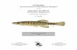 Banded Killifish,Fundulus diaphanus · Chippett, Jamie D. 2003. Update COSEWIC status report on the banded killifish Fundulus diaphanus,Newfoundland population in Canada, in COSEWIC