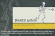 Skeletal and muscular system - John & Maggy · Skeletal system By: SCA 6th grade students 2017-18 The skeletal system is located throughout the body. The major function of the skeletal