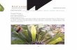 Bird's nest fern203.64.245.61/fulltext_pdf/ebook1/10-7 birds nest fern.pdf Bird's nest fern Asplenium