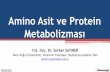 Amino Asit ve Protein Metabolizmasıbiyokimya.vet/documents/biyokimya/Amino_Asit_ve_Protein...Amino Asit ve Protein Metabolizması Yrd. Doç. Dr. Serkan SAYINER Yakın Doğu Üniversitesi,