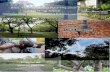 BIOL4907 SINGAPORE Presenter 30 YEUNG Yan Lok BIOL … trees in the...more than five meters, its botanical value, cultural significance, historical significance, social significance,
