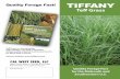 Quality Forage Fast! TIFFANY - jeinc.com Grasses/Tiffany_Teff.pdf · Distributed by: Quality Forage Fast for the Midsouth and Southeastern U.S. TIFFANY Te˜ Grass Quality Forage Fast!