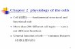 Chapter 2 physiology of the cells - Fudan Universitymedicine.fudan.edu.cn/shenglibingshengjiaoyanshi... · 2014-04-21 · 1 Chapter 2 physiology of the cells Cell (细胞)——fundamental