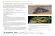Michigan State University’s invasive species factsheets ...Cabbage moth Mamestra brassicae. Michigan State University’s invasive species factsheets. Prepared by T. Noma, M. Colunga-Garcia,