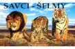 SAVCI - ŠELMY · 2018-03-15 · Medvědovité šelmy • velké šelmy • největší žijící šelmy • postrádají obličejovou mimiku (nepozná se, zda se chystají zaútočit)