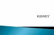 KIDNEY - Universitas Pendidikan Indonesiafile.upi.edu/Direktori/FPOK/JUR._PEND._KESEHATAN_&_REKREASI/PRODI... · masuk ke membran glomerulus dan sistem tubuler nefron 2. Lalu, selama