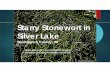 Starry Stonewort in Silver Lake - UWSPStarry Stonewort in Silver Lake Washington County, WI BRAD STECKART – AIS COORDINATOR FOR ... • Report summarizing each removal event and