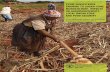 FROM SUBSISTENCE FARMING TO SUGAR-CANE FROM SUBSISTENCE FARMING TO SUGAR-CANE MONOCULTURE: IMPACTS ON