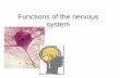 Functions of the nervous system - Fudan Universitymedicine.fudan.edu.cn/shenglibingshengjiaoyanshi... · 2014-04-21 · • Stretch reflex. ... §Brain stem (Medular Oblongata) control