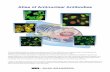 Atlas of Antinuclear Antibodies · Atlas of Antinuclear Antibodies. The autoantibody testing by indirect immunofluorescence (IIF) has fulfilled the very important roles for the diagnosis