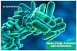 Dr. Gary Mumaugh - Biomedicine with Dr. Mumaughwesternbiomed.weebly.com/uploads/1/5/4/7/15477822/lecture_11_-_algae... · •An example of a ciliate is a paramecium •Amoeba pseudopodia