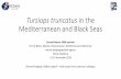 Tursiops truncatus in the Mediterranean and black Seaec.europa.eu/environment/nature/natura2000/platform...Tursiops truncatus in the Mediterranean and Black Seas Second Natura 2000