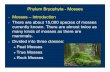 Phylum Bryophyta - Mosses Mosses – Introduction many kinds of … 3.pdf · Phylum Bryophyta - Mosses • Moss gametophytes usually look leafier than those of other bryophytes. The