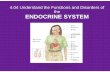 fd endocrine system - Alamance-Burlington School System · of the endocrine system Functions of the ENDOCRINE SYSTEM Gonads Ovaries (female) Secrete estrogen: Responsible for sexual