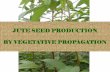 JUTE SEED PRODUCTION BY VEGETATIVE PROPAGATION · Fact Fle of Jute seed Production Problem in West Bengal 1. *Field duration of fibre jute is 110-120 days and field duration of jute