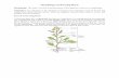 Morphology of Flowering Plants - newhorizonindia.edunewhorizonindia.edu/nhpuc_new/wp-content/uploads/2017/02/m.pdf · Morphology of Flowering Plants . Morphology: The study of various