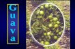 Psidium guajava - Hill Agrichillagric.ac.in/edu/coa/horticulture/lecture/Hort... · Origin & Distribution Tropical America Countries :- South Asia, Hawaiian Islands, Cuba & India.