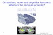Cerebellum, motor and cognitive functions: What are the ... · 1 Cerebellum, motor and cognitive functions: What are the common grounds? Eyal Cohen, PhD (CogniFiber, CEO and Co-Founder)