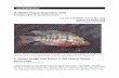 Redbelly Tilapia (Coptodon zillii · “No tilapia farming, or finfish farming at all is allowed in Alaska.” “Currently, tilapia zilli, tilapia hornorum, and mossambica are the