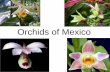 Orchids of Mexico · 2019-04-29 · Many of the orchids shown here are common, however, some are rare, many are threatened and a few are endangered. At least one is extinct in the