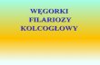 węgorki - Uniwersytet Przyrodniczy w Lublinie · Dirofilaria immitis • Nitkowate formy nicieni ( 1 mm średnicy) 30 cm dł. • Naturalnymi żywicielami są zwierzęta mięsożerne