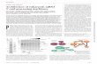 STRUCTURAL BIOLOGY Architecture of eukaryotic mRNA -end ... · STRUCTURAL BIOLOGY Architecture of eukaryotic mRNA 3′-end processing machinery ... cleaves pre-mRNAs, adds a polyadenylate