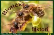 Наставнички портал - Mutuanasport.pmf.ni.ac.rs/materijali/2315/13 Bioticki odnosi...larvama), inače predatora pčela koje oprašuju kantarion. Na takvim staništima