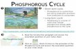 PHOSPHOROUS CYCLE - odybiology.weebly.comOxygen & Carbon C YCLES • Carbon & Oxygen often make up molecules essential for life • Carbon & Oxygen recycle relatively quickly through