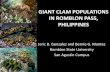 icfec.weebly.com › uploads › 9 › 4 › 4 › 2 › 94425229 › giant_clams.pdf · GIANT CLAM POPULATIONS IN ROMBLON PASS, PHILIPPINESGIANT CLAM POPULATIONS IN ROMBLON PASS,