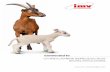 OVINE/CAPRINE REPRODUCTION - IMV Technologies · 2 For over thirty years, IMV Technologies has been designing, manufacturing and distributing innovative artificial insemination consumables