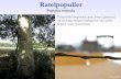 Ratelpopulier - Welkom in de Broekpolder · Schors van ouder bomen grijsbruin, fijn, ondiep gegroefd ... Bast aanvankelijk glad, later in plaatjes afvallend Knop: Groene spits-eivormige