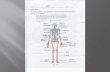 PowerPoint Presentation · 2019-09-08 · NAME: BONE WALK PERIOD: As you move from table to table, complete the sections in this handout while examining the bones of the human skeleton.