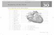 Anatomy of the Heart - Chute · 2017-05-20 · Anatomy of the Heart Review Sheet 30 251 Gross Anatomy of the Human Heart 1. An anterior view of the heart is shown here. Match each