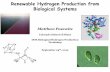 Renewable Hydrogen Production from Biological Systems · Renewable Hydrogen Production from Biological Systems Matthew Posewitz Colorado School of Mines DOE Biological Hydrogen Production