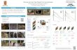 IEEE 2017 Conference on Discover and Learn New Objects ...openaccess.thecvf.com/content_cvpr_2017/poster/1145_POSTER.pdf · Recognition Discover and Learn New Objects from Documentaries