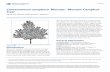 Cinnamomum camphora ‘Monum’: ‘Monum’ Camphor- Treeedis.ifas.ufl.edu/pdffiles/ST/ST16800.pdf · 2016-06-27 · Cinnamomum camphora ‘Monum’: ‘Monum’ Camphor-Tree 3 Use