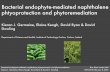 Bacterial endophyte-mediated naphthalene phtyoprotection ...courses.washington.edu/cfr521g/documents/naphthalene.pdf · Bacterial endophyte-mediated naphthalene phytoprotection and