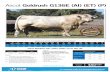 Ascot Goldrush G136E (AI) (ET) (P)Ascot Goldrush G136E (AI) (ET) (P) Semen Price Per Straw COMMENTS Goldrush is Homozygous Polled and a super easy doing bull. Extremely quiet, good