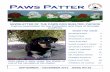 Paws Patter - PAWS Dog Shelter · Paws Patter SEPTEMBER - DECEMBER 2012 ISSUE NO 62 ... nourished, but as a manager, she focuses on doing what she can to alleviate the distress of
