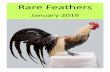 Rare Featherstasrarepoultry.com/wp-content/uploads/2015/09/newsletter... · 2019-01-21 · based on a breeding of 10,000 birds, but the usage figures can easily be customised based