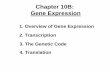 Chapter 10B: Gene Expression Chapter 10B.pdfChapter 10B: Gene Expression 4. Translation 3. The Genetic Code 2. Transcription 1. Overview of Gene Expression. 1. Overview of Gene Expression.