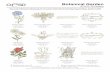 Botanical Garden - Embroidery Online · 2017-06-08 · Botanical Garden #12379 / 64 Designs 12379-37 Poinsettia 4.67 X 5.99 in. 118.62 X 152.15 mm 24,345 St. zR L 12379-38 Poinsettia