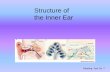 Structure of the Inner Ear · 2017-10-17 · Inner ear contains two sensory structures in one organ: • Vestibular apparatus, which contains mechanosensory organs for balance (orientation