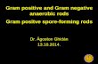 Gram positive and Gram negative anaerobic rods Gram ...semmelweis.hu/mikrobiologia/files/2014/10/FoD_06.pdfGram positive and Gram negative anaerobic rods Gram positve spore-forming