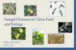 Fungal Diseases of Citrus Fruit and Foliage · Teleomorph: sexual or perfect stage Have separate names but now names are being consolidated (synonyms) oFungi where no sexual stage